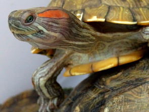 巴西红耳龟如何泛滥成灾？
