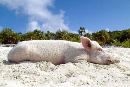 全球最不可思议岛屿 岛主人是上万头猪,人不能随意前往