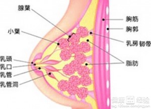 乳腺增生不能吃什么