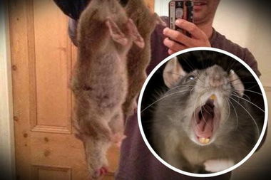 英国惊现60厘米长 巨无霸 老鼠 对鼠药已完全免疫 