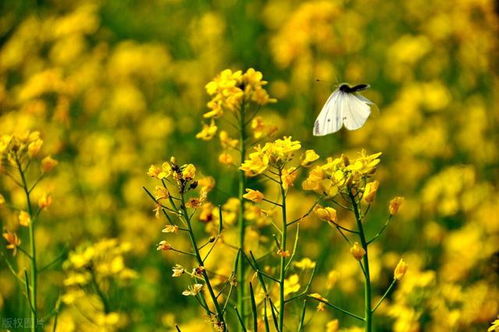 油菜花 诗歌