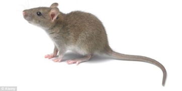 美科学家称 可用人类脑波遥控老鼠尾巴运动 