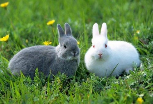 兔子为什么不能喝水,兔子为什么不能喝水洗澡