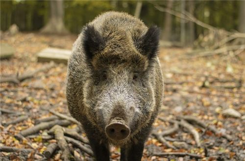 多地下发 野猪通缉令 种群泛滥 已成致害范围最广的野生动物之一 