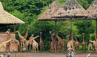 曼谷野生动物园旅游攻略昆明野生动物园门票（昆明野生动物园门票2020）