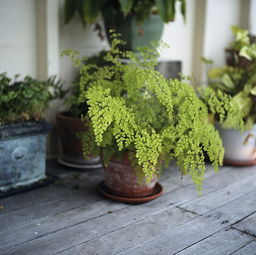 绿植拯救坏风水