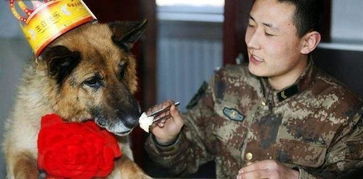 各国退役军犬如何处置,英国竟处以安乐死,中国的做法最暖心