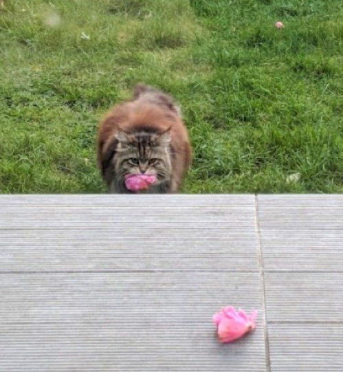 她发现门前总会出现粉红小花,而送花的竟然是一只有情调的猫猫