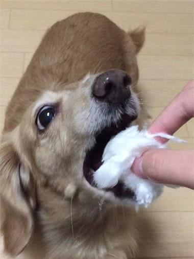 喂狗子吃棉花糖,刚开始还面部狰狞,下一秒却舔起了手指