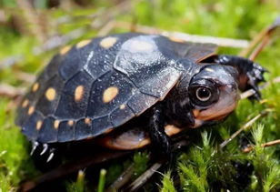 星点水龟丨来自北美的漫天繁星