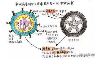 轮状病毒是怎么引起的 如何预防轮状病毒引起的“秋季腹泻”？ 