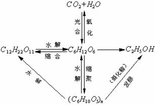 高分子中间同立构与反式构象有什么区别?