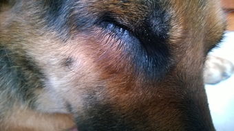 狗狗眼睛发红,眼皮有些肿是怎么回事 急急急 