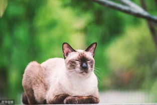 猫病科普丨猫咪出现嗜睡 厌食的症状,一定要排查是否患了胰腺炎 