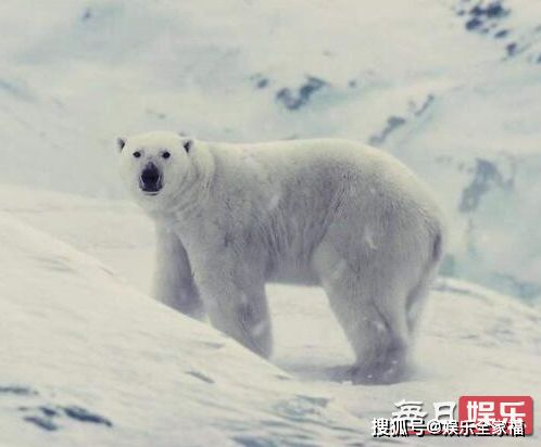 雪国列车 北极熊代表什么 北极熊是怎么活下去的