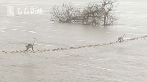 视频 猴群遇洪水被困树上 人们为其搭建 逃生通道
