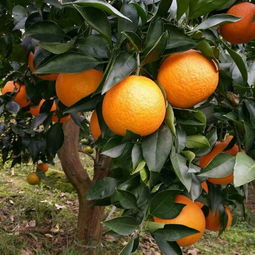怎么种植甘平柑橘
