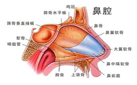 鼻前庭炎的症状图片集 信息评鉴中心 酷米资讯 Kumizx Com
