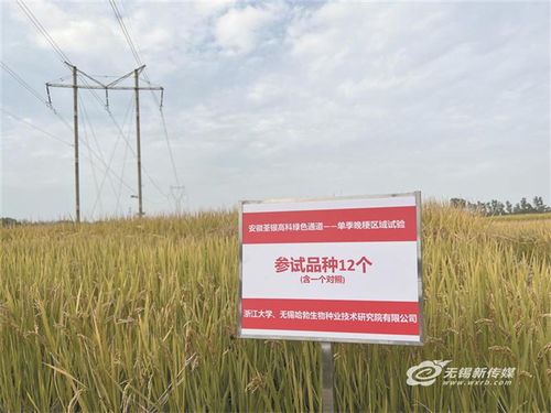 隆平高科：打造国家级小麦种子育繁推一体化企业