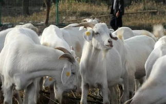 美国白山羊的养殖技术,圈养十只美国大白山羊能净多少钱