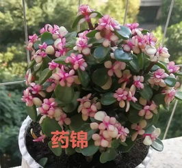 春天养这7种花,长叶开花不断,带来一整年好运气