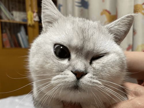猫咪的眼睛突然变成大小眼,原因竟然有4个