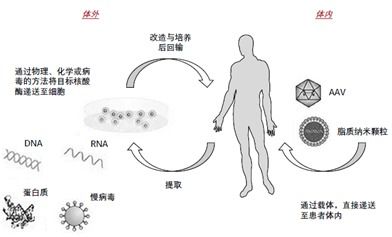 基因治疗的途径有哪些