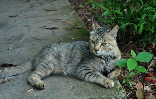 这样一只小土猫,你确定不抱回家吗