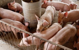 养猪经验总结分享,新手养猪户必看!,新手养猪先要学习饲养管理还是猪病治疗