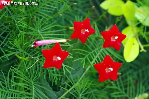 花的名字叫新娘（花名字叫什么）