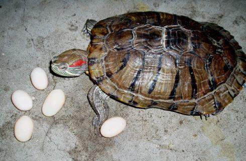 如何分辨乌龟蛋和鸟蛋 