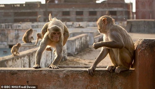 印度猴子太嚣张,推倒院墙砸死5人 军队不敢伤猴,雇弹弓手驱赶