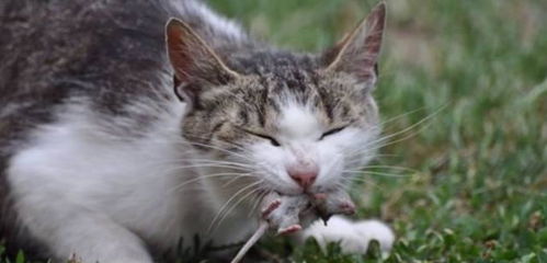 养猫的朋友注意啦 蚊香 杀虫剂对猫咪有极大危害, 严重会致死 