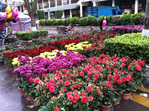 北京最大的花卉批发市场在哪