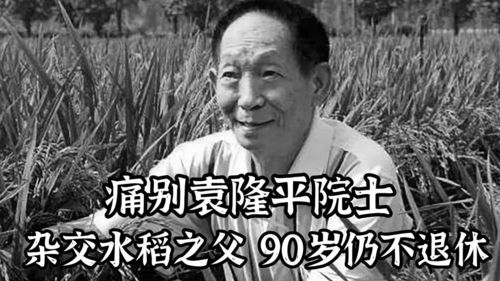 痛别袁隆平院士 90岁仍在工作一生致力研究水稻,中国人的骄傲 