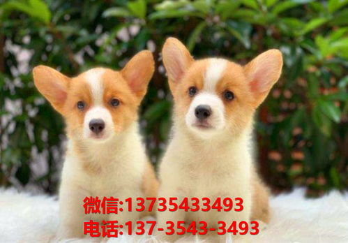 枣庄宠物狗犬舍领养纯种柯基网上哪里卖狗买狗网站那有狗市场