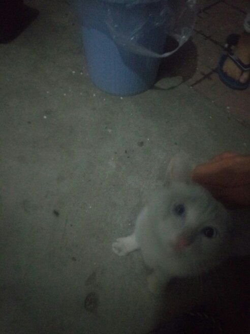 我家的猫,为什么一直在我脚那蹭来蹭去喂了它东西了,还是一直跟着我摸它它还咬我不疼,为什么啊 