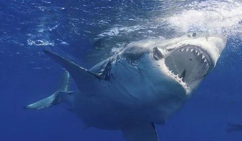 南非4米大白鲨猎杀10米座头鲸,先咬尾后咬头,仅用50分钟