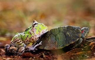 青蛙坐在乌龟身上准备搭个顺风车,没想到最后却来个青蛙推车