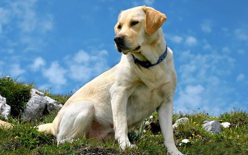 向往优宠 宠物告诉您,有哪些安静便宜好养又好打理的狗狗 懒癌晚期适合吗