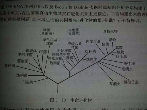 人类起源的演化图片 搜狗图片搜索