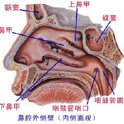 出血的医学术语 