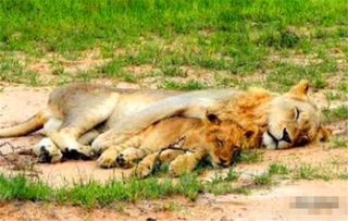 小狮子被雄狮搂着睡觉,谁知道刚睡醒就被发现,这动作太暖了