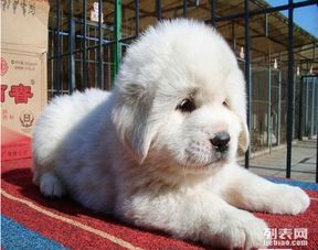 上海哪里热卖超低价 小大白熊犬 包健康 包退换三个月签协议