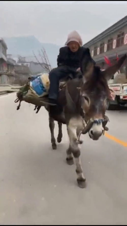 我们村里风一样的老奶奶,每天骑着毛驴去赶集 