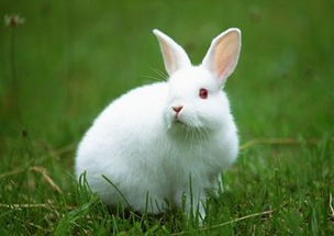 兔子乱吃乱咬东西是怎么回事 兔子异食症怎么办
