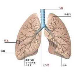 肺纤维化康复的方法 