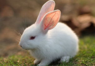 冬季兔兔防寒保暖六大措施