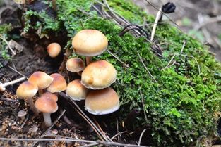 冬季的蘑菇适合在多少温度下生长 