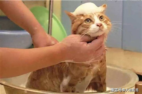 给猫咪洗澡的时候,利用好动物的两种记忆,它就会乖乖的